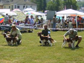 O BOBa: zleva Ch.Benton Minnesota Storm (BOB), Chip a Chessie z Chotuckch alej