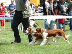 left Benton Minnesota Storm (BOB), right Quincy z Chotuckch alej